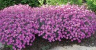 dianthus.jpg