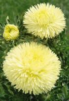 gala-yellow.jpg