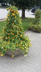 20170731-122914.jpg