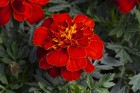 Tagetes_Alumia_Red.jpg