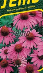 echinacea1.jpg