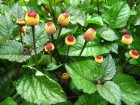 spilanthes.jpg
