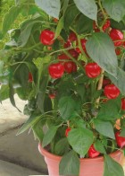 Kobold.jpg