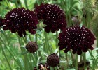 Scabiosa-Black-Knight.jpg