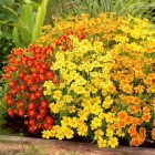 tenuifolia.jpg