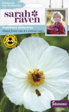 1521720Argemone20platycerus20Prickly20Poppy.jpg