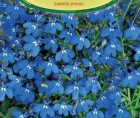 Lobelia_przyladkowa_niebieska.jpg