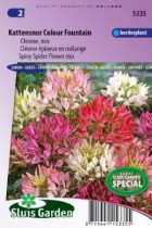 cleome_spinosa_colour_fountain_mix_full.jpg