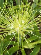 Allium-schubertii-Arctic-Snow.jpg