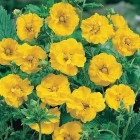 Geum_Lady_Stratheden.jpg