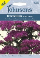 trachelium-caeruleum-black-knight.jpg