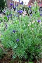 multifida.jpg