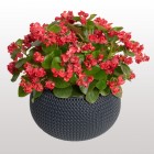 begonia-semperflorens-flowerball-red.jpg