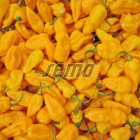 pepper-bhut-jolokia-yellow.jpg