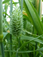 phalaris.jpg