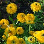 maya_rudbeckia.jpg