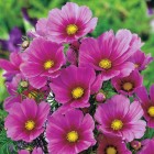 cosmos-versailles-dark-rose.jpg