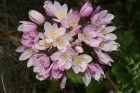 allium roseum.jpg