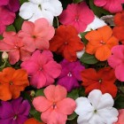 impatiens-beacon-formula-mixture.jpg
