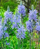 camassia-cusikii.jpg