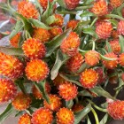 Gomphrena-orange.jpg