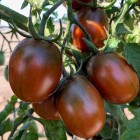 Bl.plum.jpg