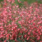 twizzle-coral.jpg
