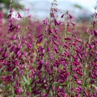 twizzle-purple.jpg