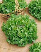 3863-semo-zelenina-salat-listovy-dubagold2.jpg