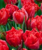 tulipa-viking.jpg