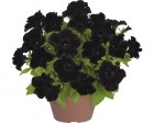 BlackBerry.jpg