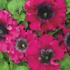 wine-red(1)_z1.jpg