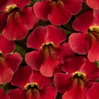 Crimson-red.jpg