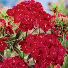 scarlet-beauty.jpg