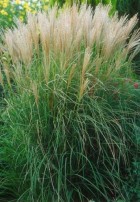 micanthus.jpg