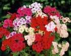 Phlox-mix.jpg