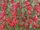 Penstemon-barbatus-Twizzle.jpg