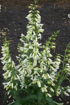 barbatus-White.jpg