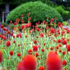 gomfrena.jpg