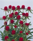 gomphrena_haag_arlaterven_b_web_z1.jpg