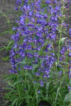 Penstemon-barbatus-Blue.jpg