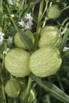 Gomphocarphus_Hairy_Balls_web.jpg
