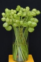 Gomphocarphus_Hairy_Balls_.jpg