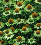Echinacea_Purpurea_Alans_Pride.png