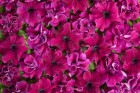 E1354 Purple Dwarf.jpg