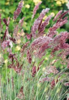 grass-melinis-karoo-queen-seeds-50875870019858.jpg