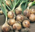 p0572-semo-vegetable-onion-winteria-500x500-1-300x300.jpg