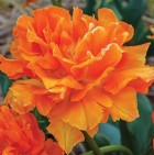 orca tulip.jpg