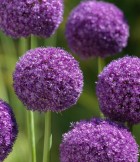 allium-ambassador-072.jpg