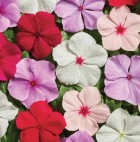 e1067-catharanthus-roseus.jpg